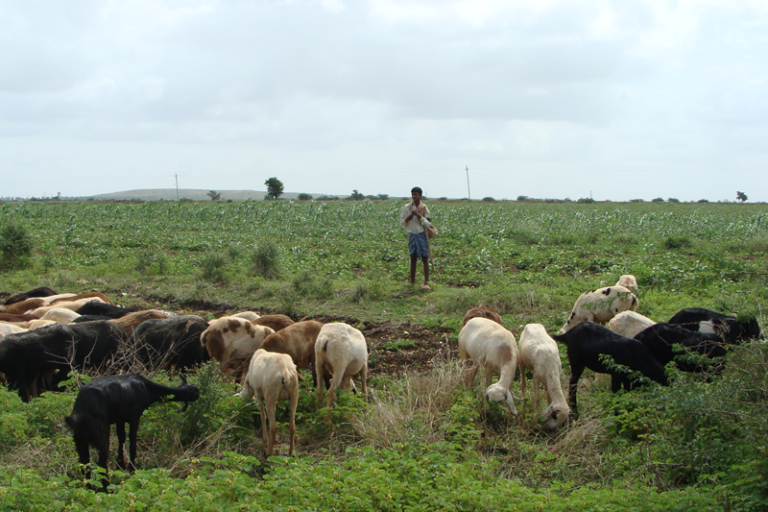 Indigenous breeds & agro biodiversity - FUTURE GREENS